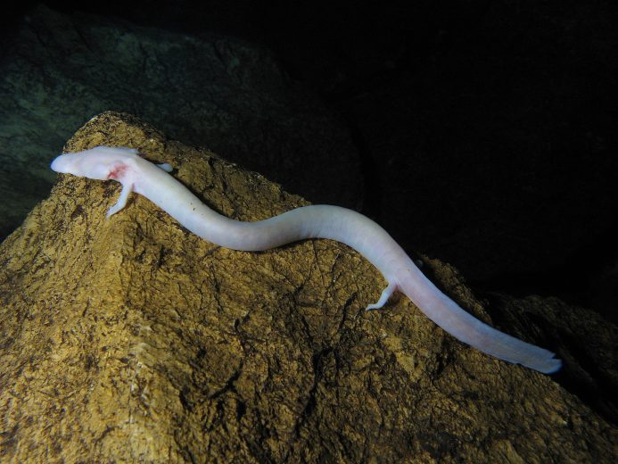 Olm, a blind salamander living in Vjetrenica Cave